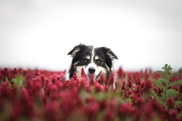 Border collie is standing in crimson clover. He has so funny face he is smilling