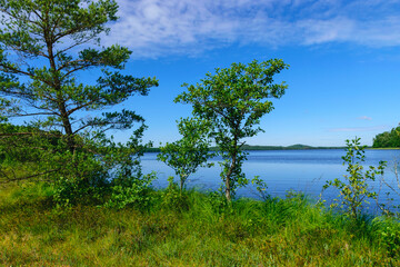 bog pines, bog vegetation, moss, grass, various bog plants