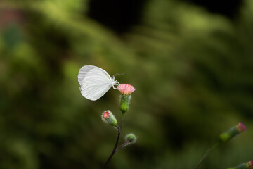 Butterfly on flower