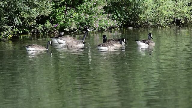 Flock of Canadian geese swimming on the river Thames in Lechlade