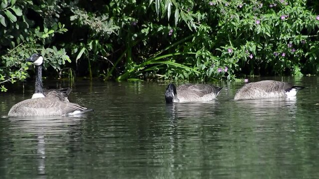 Group of Canadian geese swimming on the River Thames in Lechlade