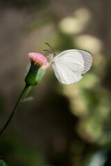 Butterfly on flower