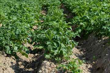 An agricultural field where green potatoes grow
