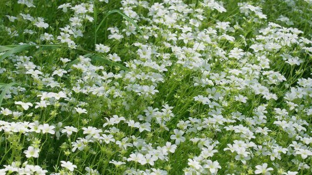 Closeup footage of beautiful meadow saxifrage (Saxifraga granulata) flowers moving in the wind