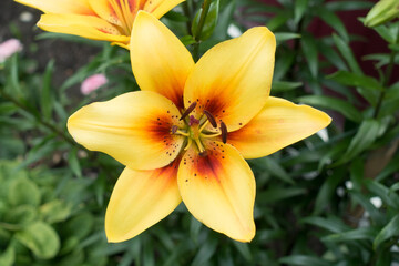 beautiful garden flowers