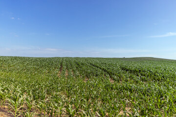 Fototapeta na wymiar an agricultural field where young green corn grows