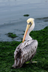 pelican on the beach