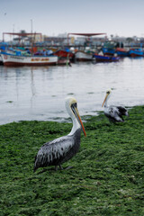 pelicans on the beach
