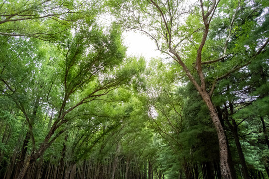 Green leaves against the sky. Seoul Forest in Seoul, South Korea.