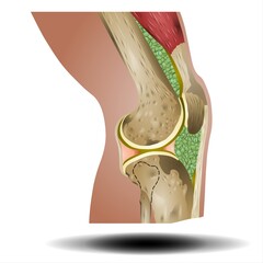 Fototapeta premium Bones Pain, Injury and Inflammation, Knee Joint Pain Silhouette Icon Ache of Knee, Leg Skeleton, Arthritis, Osteoporosis and Bones Joint, Illustration