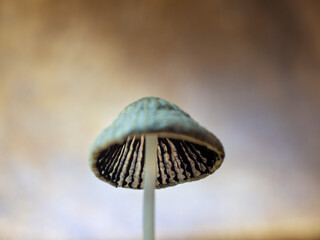 Fly agaric close up. Macro shot of a toadstool.