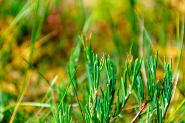 marsh vegetation, moss, grass, various marsh plants, close-up view