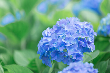 道の駅しらとりの郷・羽曳野で満開に咲くあじさい