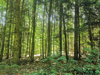 Fototapeta premium Grüner Wald