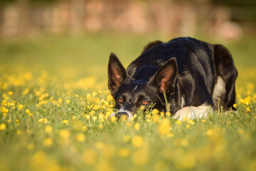 Dog is lying in the grass in the flowers. She is so happy dog on trip.