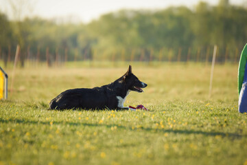 Dog is lying in the grass in the flowers. She is so happy dog on trip.