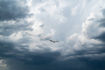 Seagull in flight in the sky