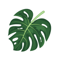Monstera leaf on white background