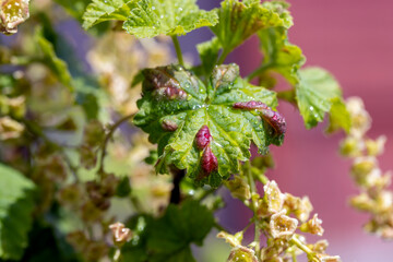 Young inflorescence of currant flowers in spring