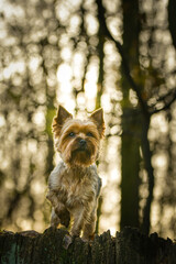 Yorkshire is sitting in the forest. It is autumn portret.