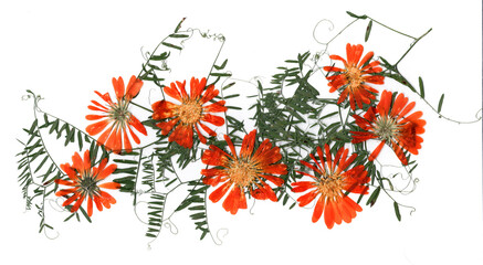 dried flower petals, application bouquet of dry  flowers