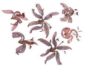 dried flower petals, application bouquet of dry  flowers