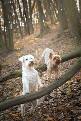Dogs are sitting in the forest. It is autumn portret.