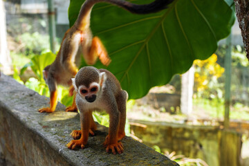 Little monkeys with long tails, a flock in the forest, funny primates in a nature park, animal watching