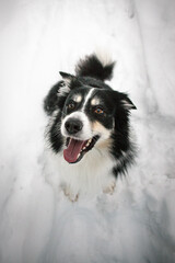 Tricolor border collie is sitting in the snow. He is so fluffy dog.