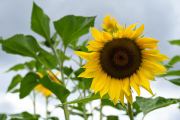 sunflower in front of the sky, copy space