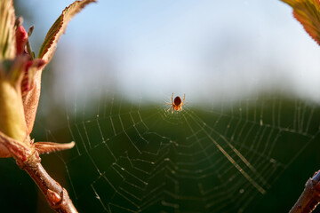 small spider in its spider web