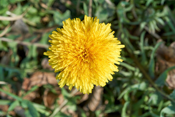 Close-up of a yellow dandelion flower in the garden
