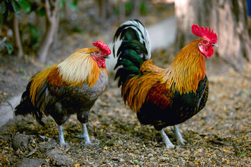 Colorful rooster in the park walks in the park close-up