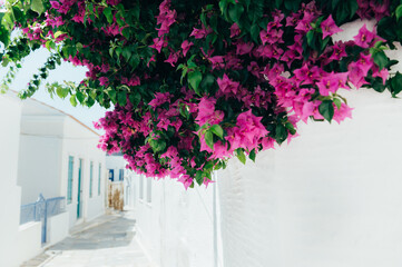Bougainvillea flowers tree in Greece near traditional Cycladic houses