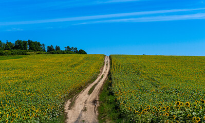 Beautiful blooming sunflowers field in farming field