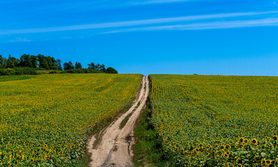 Fototapeta na wymiar Beautiful blooming sunflowers field in farming field