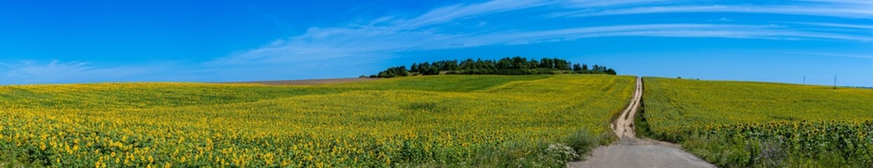 Beautiful blooming sunflowers field in farming field