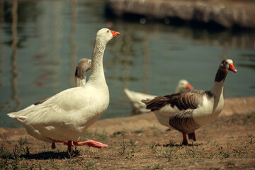 Naklejka na ściany i meble Geese walk in the city park by the pond