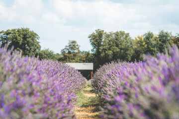 lavender field 
