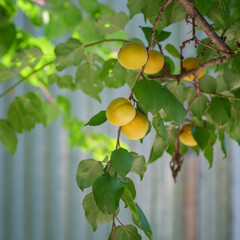 Apricots hanging on an apricot tree branch