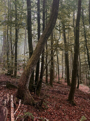 forest in autumn