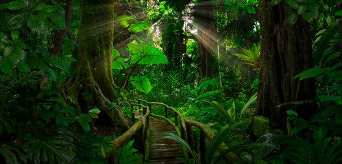 Tropical Rain forest in Costa Rica