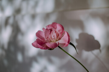 Elegant and delicate peony bud.  Pattern of shadows