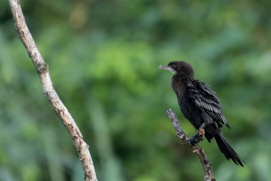 Little Cormorant