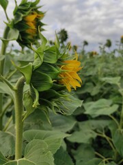 Fototapeta premium sunflower in the field