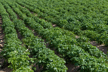 An agricultural field where green potatoes grow