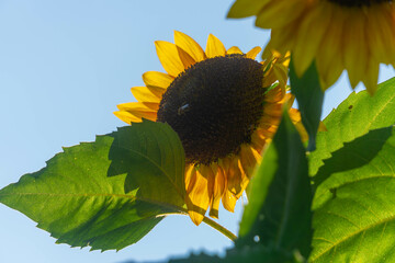 sunflower on a sky