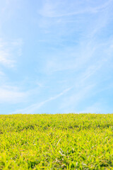 Fototapeta premium 爽やかな青空とみずみずしい緑の芝生