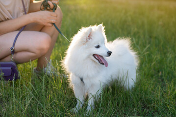 A beautiful white dog with long fur and its owner rest in the middle of green grass, meet the sunset. Young Japanese Spitz dog, side view