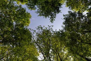 trees with green foliage in a mixed forest